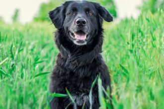 Cómo cuidar a tu perro: alimentación, ejercicio y cuidado veterinario