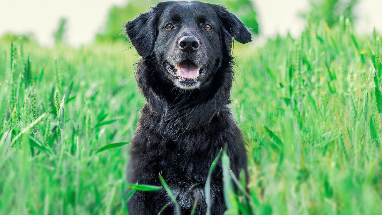 Cómo cuidar a tu perro: alimentación, ejercicio y cuidado veterinario