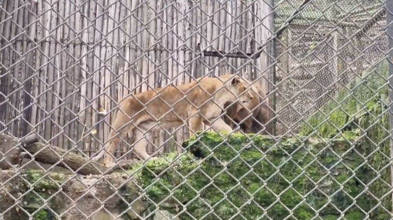 Denuncian maltrato animal en Zoológico de Concepción y piden intervención oficial Denuncian maltrato animal en Zoológico de Concepción y piden intervención oficial