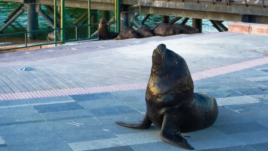 Hombre en prisión preventiva por ataque a lobos marinos en Valdivia