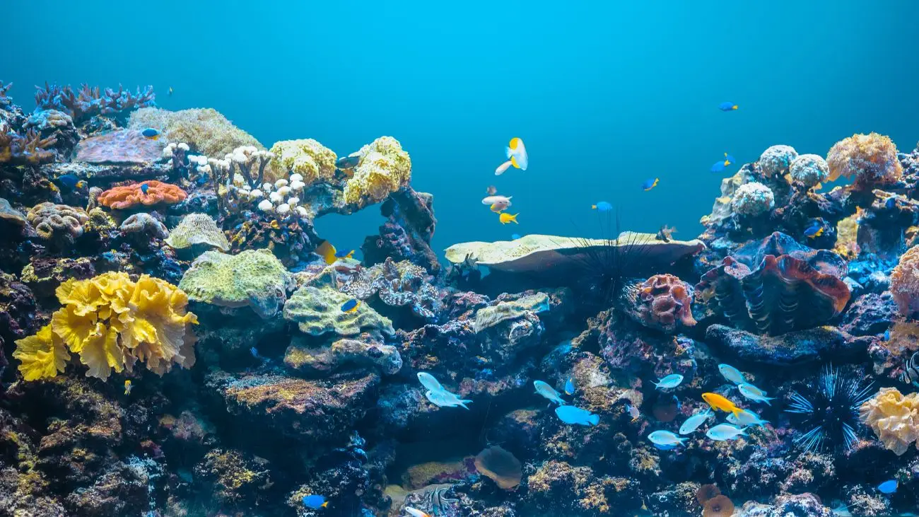 El impacto del cambio climático en la vida marina despierta preocupación El impacto del cambio climático en la vida marina despierta preocupación