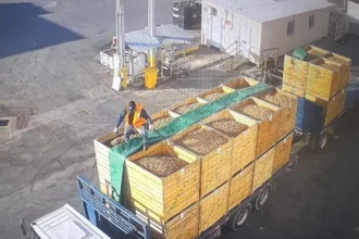 Roban camión de nueces en Buin: 13 detenidos por Carabineros