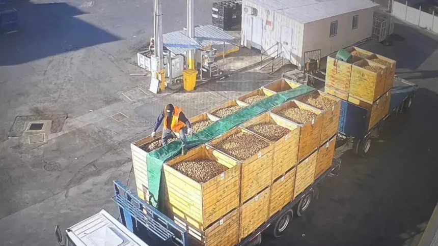 Roban camión de nueces en Buin: 13 detenidos por Carabineros