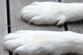 Denuncian envenenamiento de perros en caleta Chome: riesgo para biodiversidad