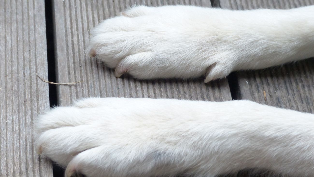 Denuncian envenenamiento de perros en caleta Chome: riesgo para biodiversidad Denuncian envenenamiento de perros en caleta Chome: riesgo para biodiversidad