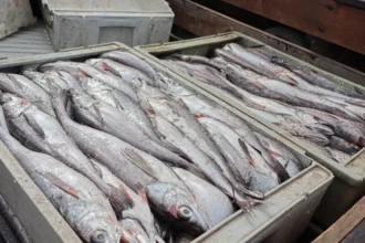 Polémica por error en dato de captura de merluza en 2024