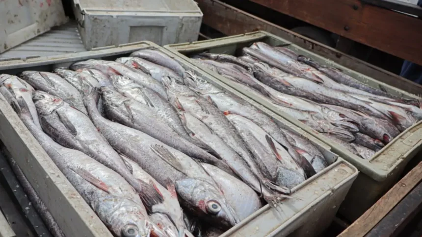 Polémica por error en dato de captura de merluza en 2024