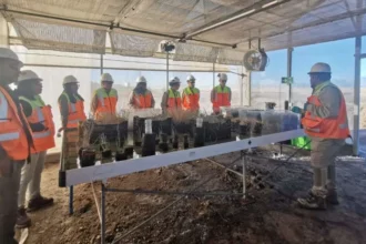 Avances en Restauración Ecológica en Salar de Atacama: 336 especies vegetales identificadas