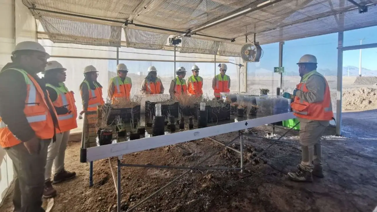 Avances en Restauración Ecológica en Salar de Atacama: 336 especies vegetales identificadas Avances en Restauración Ecológica en Salar de Atacama: 336 especies vegetales identificadas
