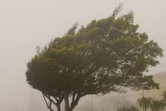 Alerta por Viento Fuerte en Zona Centro y Centro Sur de Chile
