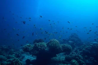 Impacto del cambio climático en los ecosistemas marinos y la pesca