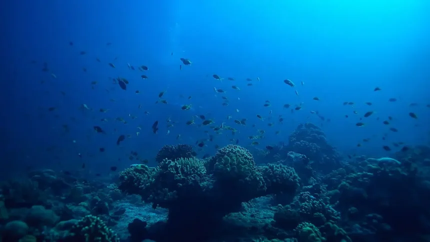 Impacto del cambio climático en los ecosistemas marinos y la pesca