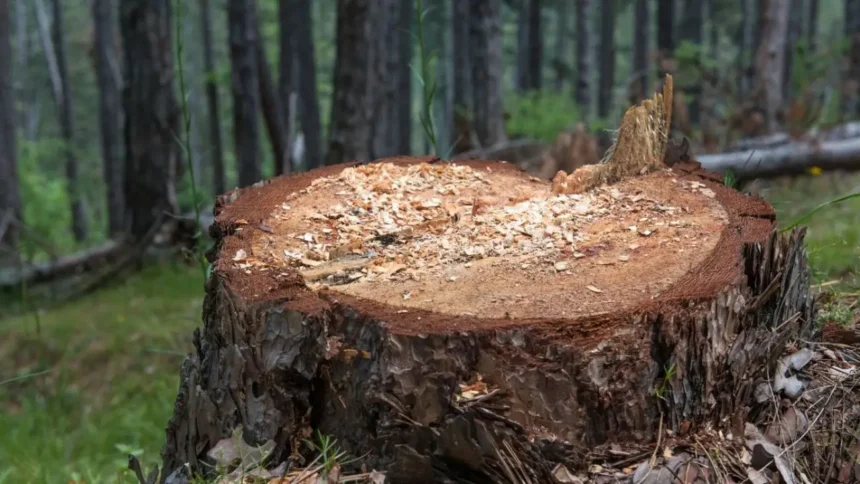 Detienen operador en Ancud por muerte de trabajador en faena forestal