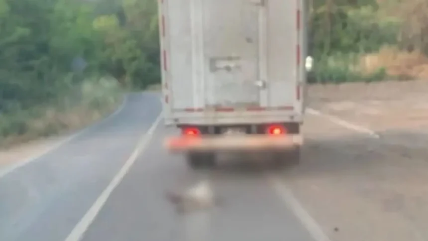 Sentencian a cárcel a dos sujetos por arrastrar a perro en La Calera