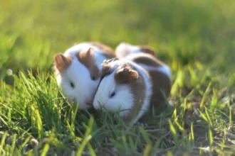 Importancia de los Roedores en el Ecosistema y la Investigación Científica