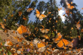 La migración de las mariposas monarca: un fenómeno natural fascinante