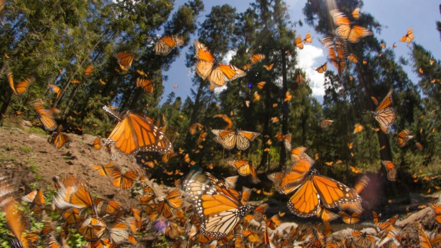 La migración de las mariposas monarca: un fenómeno natural fascinante
