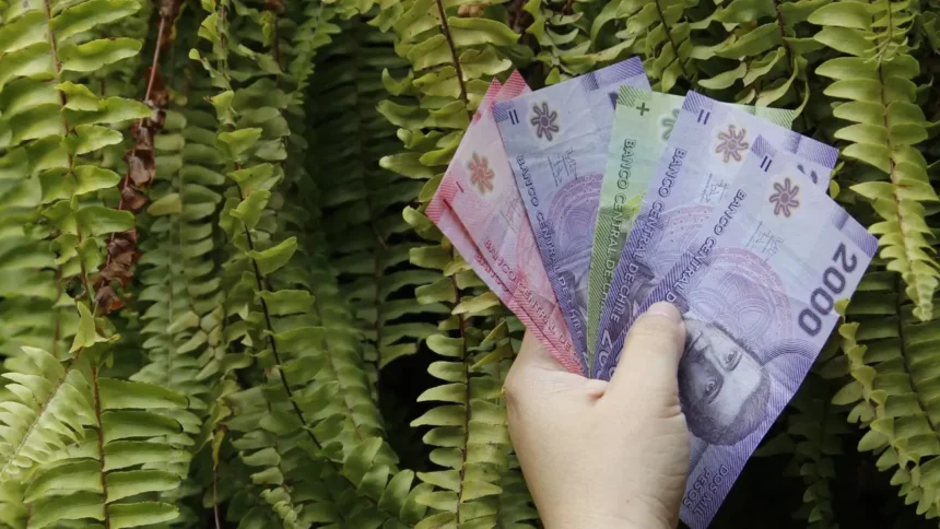 Pensión Básica Solidaria de Invalidez: Monto, Requisitos y Beneficios Actualizados