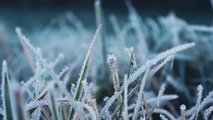 Olas de frío y escarcha en el sur por cambio climático