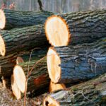 Condenan a comunero por sustracción de madera en La Araucanía