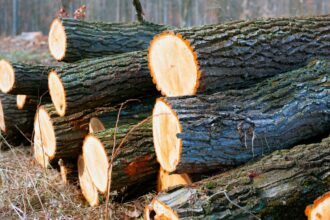 Condenan a comunero por sustracción de madera en La Araucanía