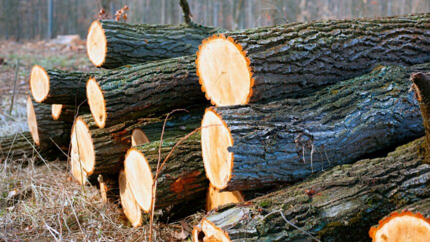Condenan a comunero por sustracción de madera en La Araucanía