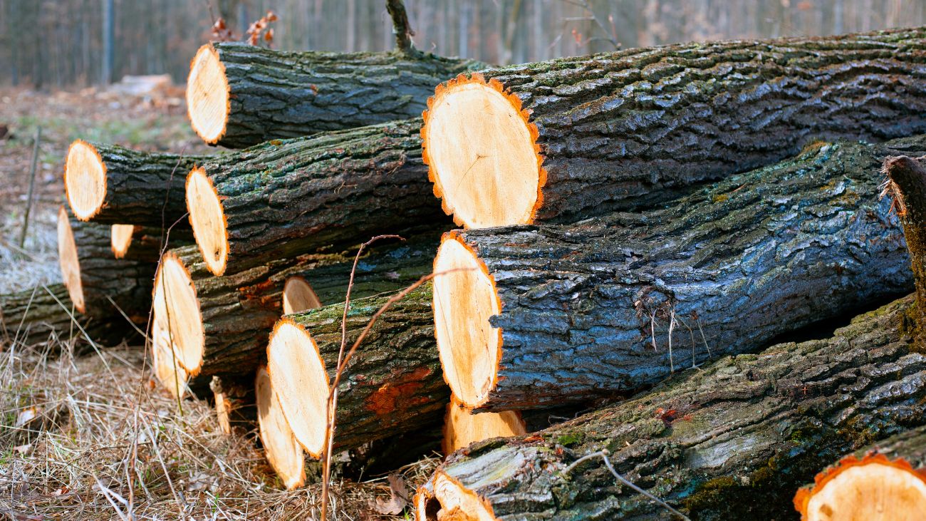 Condenan a comunero por sustracción de madera en La Araucanía Condenan a comunero por sustracción de madera en La Araucanía