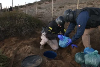 Desmantelan banda de narcocultivo en Coquimbo con millonario decomiso