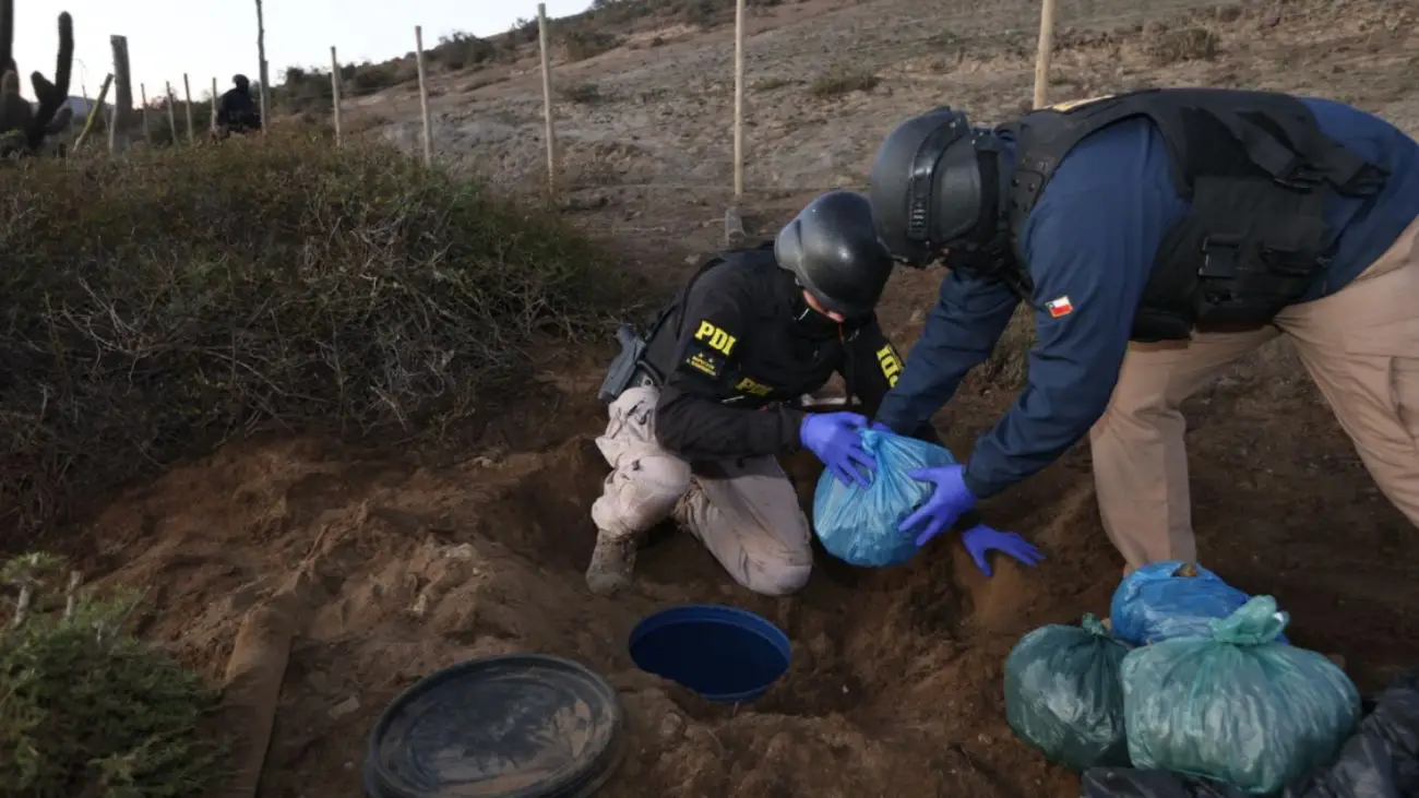 Desmantelan banda de narcocultivo en Coquimbo con millonario decomiso Desmantelan banda de narcocultivo en Coquimbo con millonario decomiso