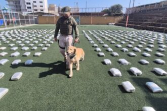 Incautados más de 700 kilos de marihuana en Antofagasta: dos detenidos