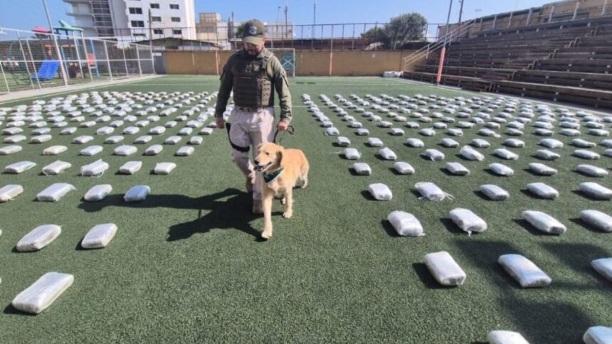 Incautados más de 700 kilos de marihuana en Antofagasta: dos detenidos