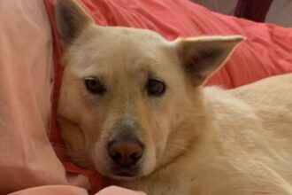 Búsqueda de Lucía, la perrita perdida tras la muerte de Sergio Amín