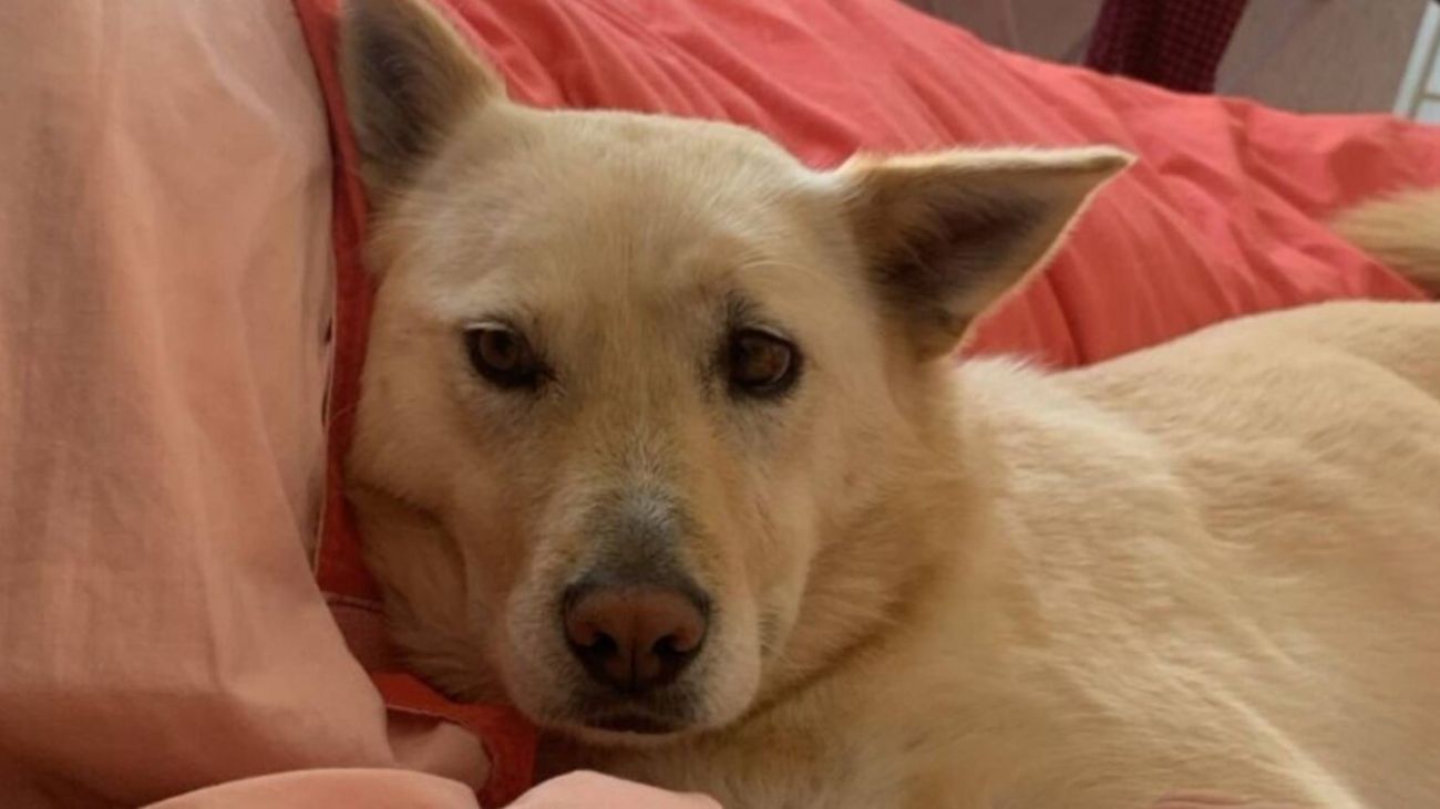 Búsqueda de Lucía, la perrita perdida tras la muerte de Sergio Amín Búsqueda de Lucía, la perrita perdida tras la muerte de Sergio Amín
