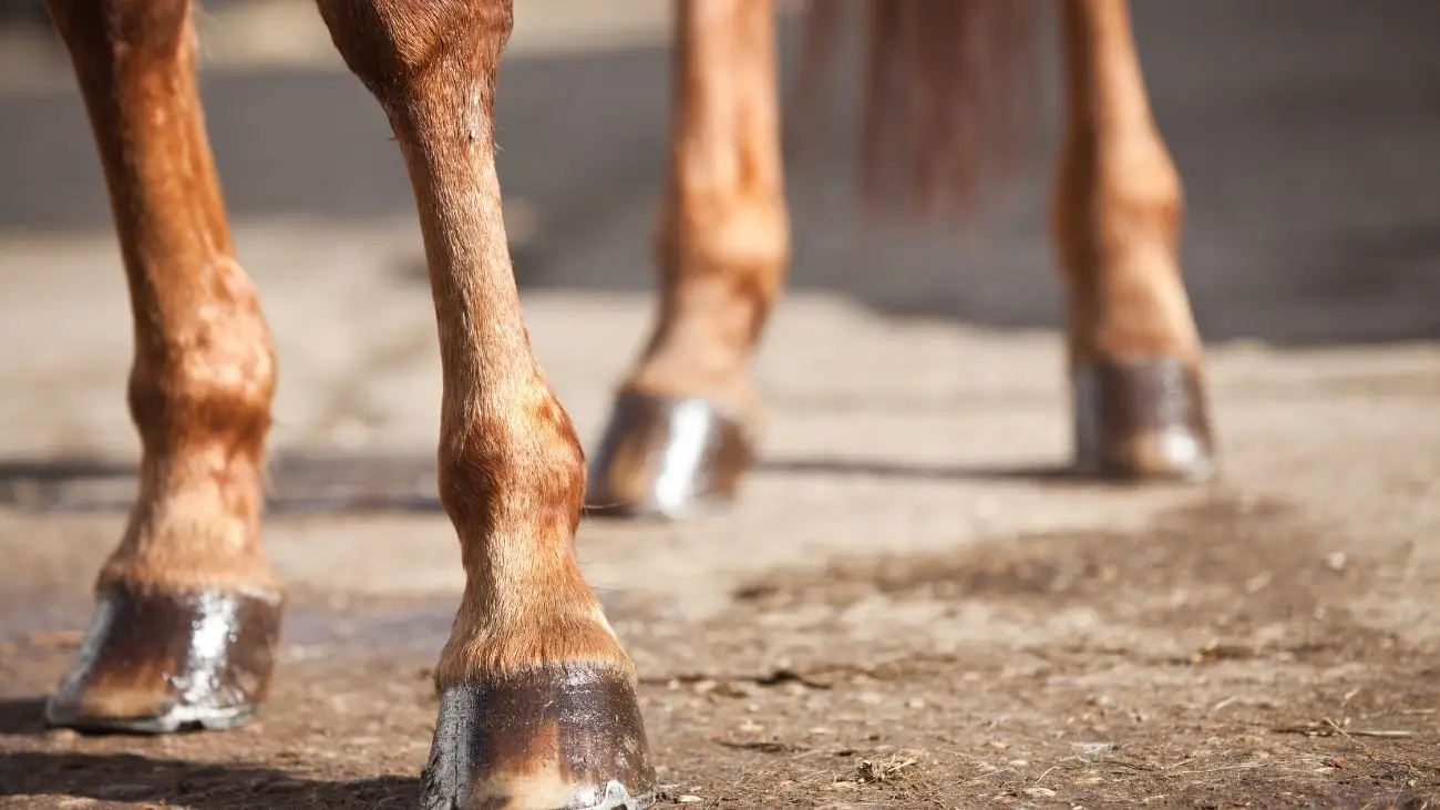 Deplorable estado de caballo en Hipódromo Chile: sancionan a preparador Deplorable estado de caballo en Hipódromo Chile: sancionan a preparador