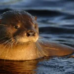 Confirman multa millonaria por matar a huillín con rifle en Chile