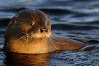 Confirman multa millonaria por matar a huillín con rifle en Chile