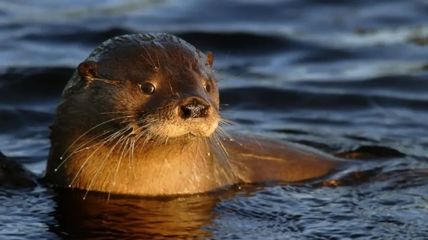 Confirman multa millonaria por matar a huillín con rifle en Chile