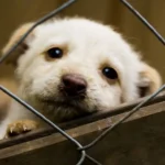 Proyecto de Ley "No me abandones": avance en protección animal