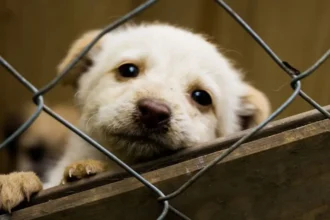 Proyecto de Ley "No me abandones": avance en protección animal