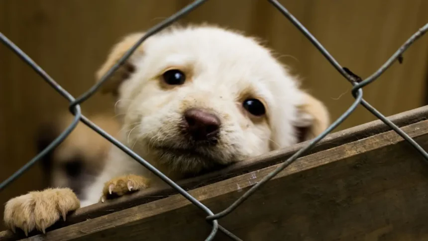 Proyecto de Ley "No me abandones": avance en protección animal