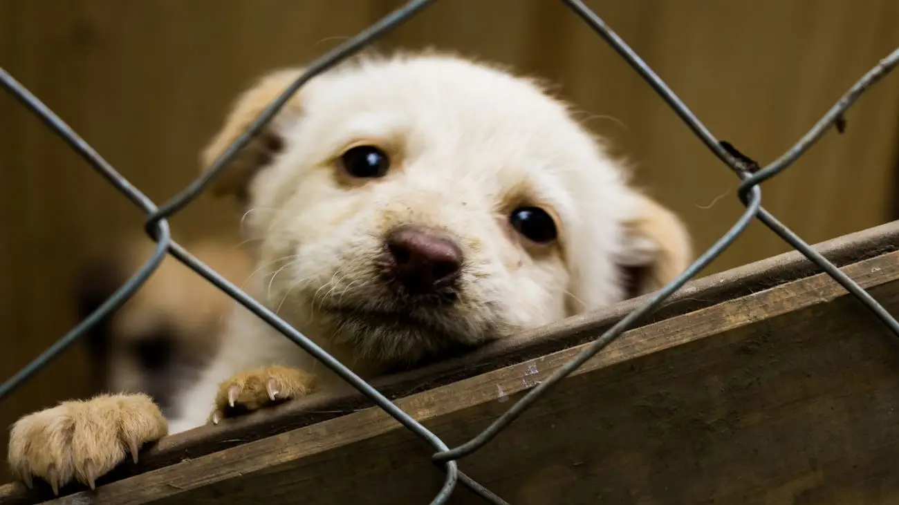 Proyecto de Ley "No me abandones": avance en protección animal