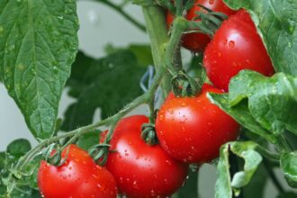Consejos prácticos para cultivar tomates y lograr una buena cosecha