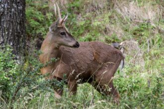 Descubren nueva colonia de huemules en peligro de extinción