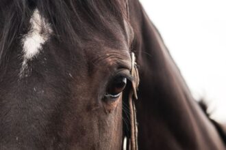 Confirmados primeros casos de anemia infecciosa equina en Los Ríos