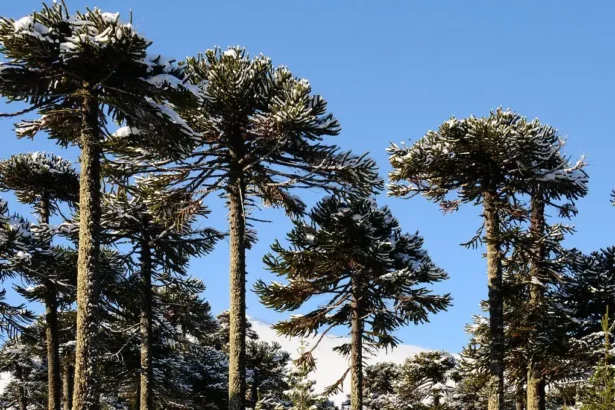 Municipios de La Araucanía se preparan para conferencia de geoparques