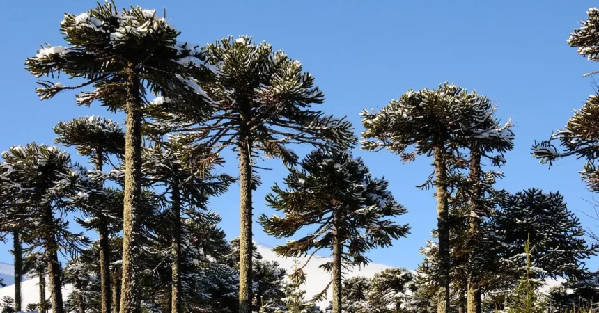 Municipios de La Araucanía se preparan para conferencia de geoparques