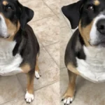 Apple presenta la herramienta de Reencuadrar en iOS 27 que transforma fotos antiguas