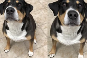 Apple presenta la herramienta de Reencuadrar en iOS 27 que transforma fotos antiguas
