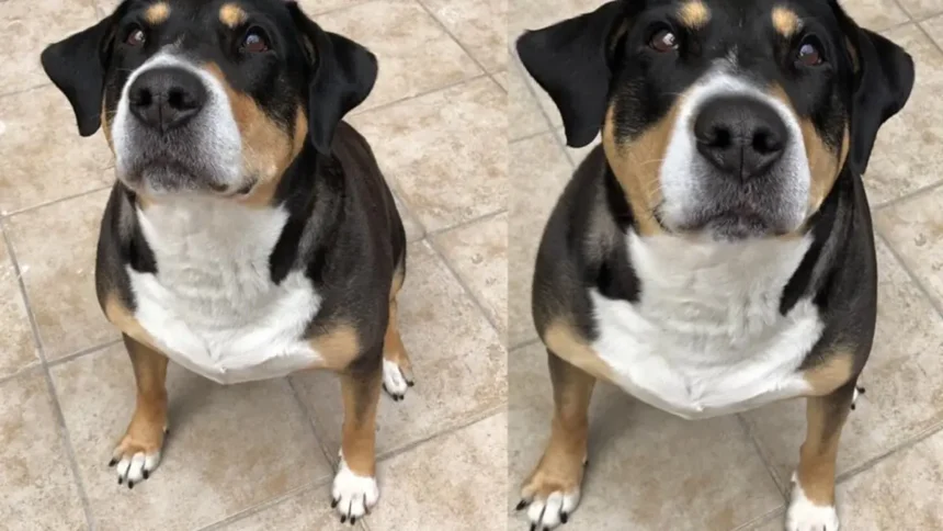 Apple presenta la herramienta de Reencuadrar en iOS 27 que transforma fotos antiguas
