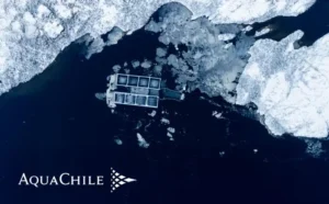 AquaChile enfrenta desafíos a pesar de mantener márgenes positivos en Q1 2026